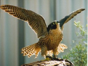 peregrine Falcon