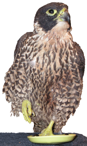 Gun Shot Peregrine