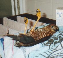 Goshawk feet