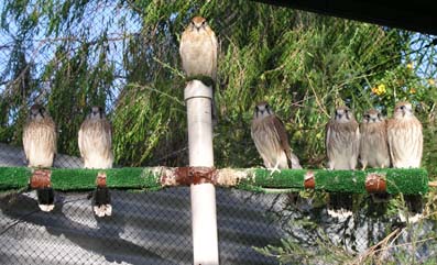 Foster mum (top) and fledgelings.