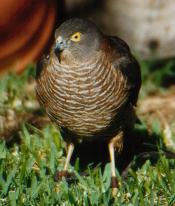 Adult Sparrowhawk