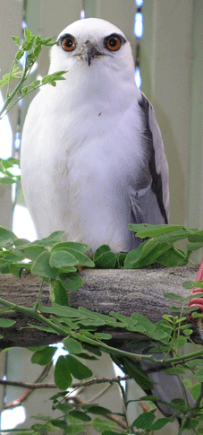 Adult Black-shouldered Kite