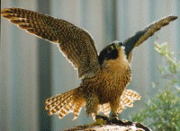 Male enjoying a stretch- waiting for a tail moult