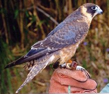 One year old Hobby -Moulting into adult plumage.