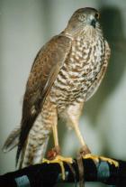 Juvenile Sparrowhawk (the same individual as above)