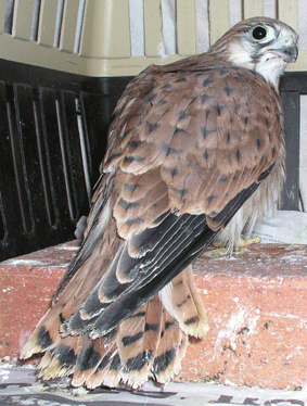 Pre-fledgeling Kestrel