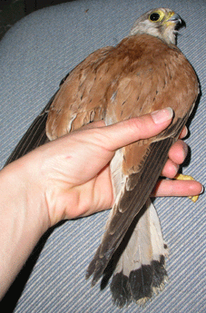 Male Kestrel