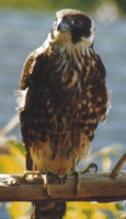 Immature Hobby (South-west color type)