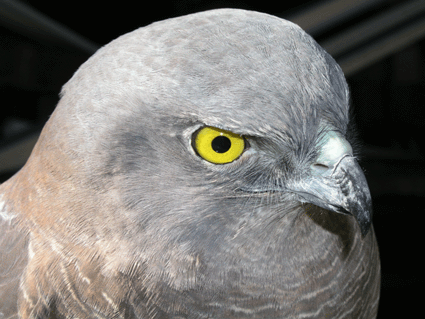 Adult female Brown Goshawk