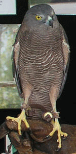 Adult female